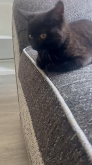 Female Kitten in London