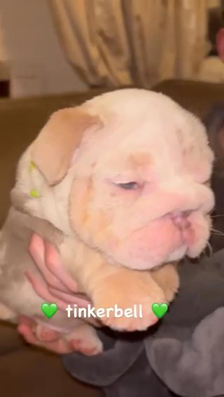 ? BEAUTIFUL ENGLISH BULLDOG PUPPIES ? in Kent
