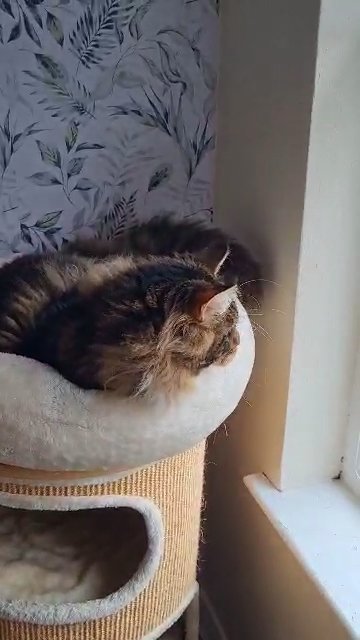 PROVEN TICA Active Registered Maine Coon Studs in Wolverhampton