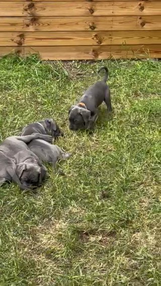 Blue Cane Corso Pups in Telford and Wrekin