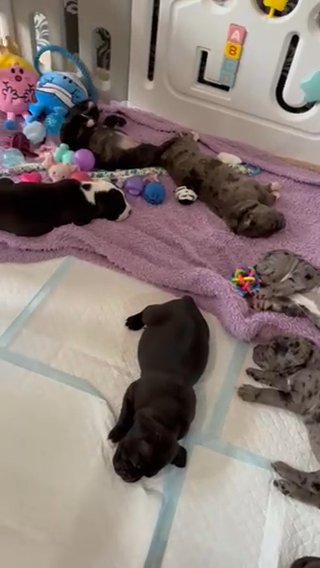 Pocket Bully X Cane Corso in London
