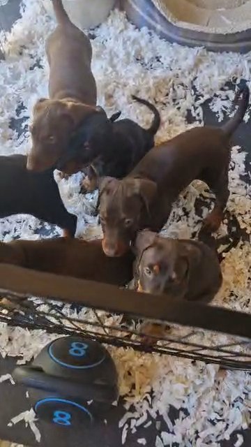 Chunky European dobermans in Ashford
