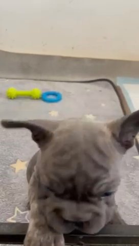 Bigrope Frenchbulldog in Northampton