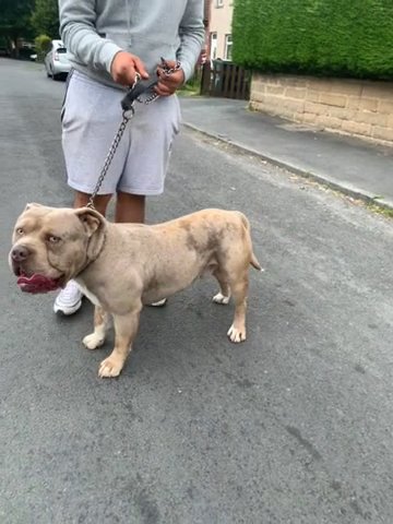 American Bully in Bradford