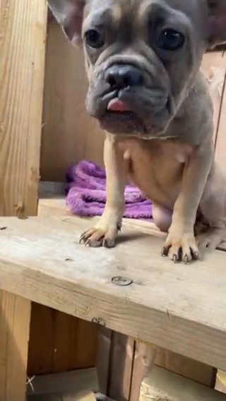 Beautiful Female - TanNGrey - FrenchBulldog in Nottingham