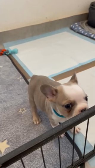 Isabella Husky Panda French Bulldog in Northampton