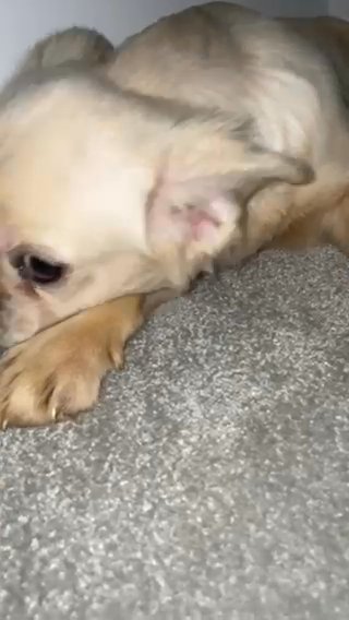 VeryRare - WhiteFluffy - FrenchBulldog in Nottingham
