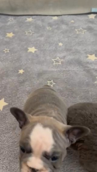 Fluffy Carrier Frenchbulldog in Northampton