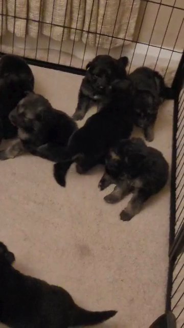 German shepherd puppies in Wakefield