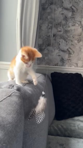 8 Beautiful Kittens Available + Supplies/food in Dudley