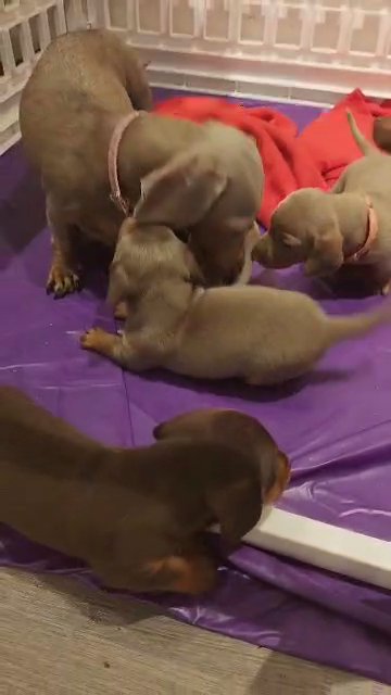 kc reg. kaninchen miniature dachshunds in London