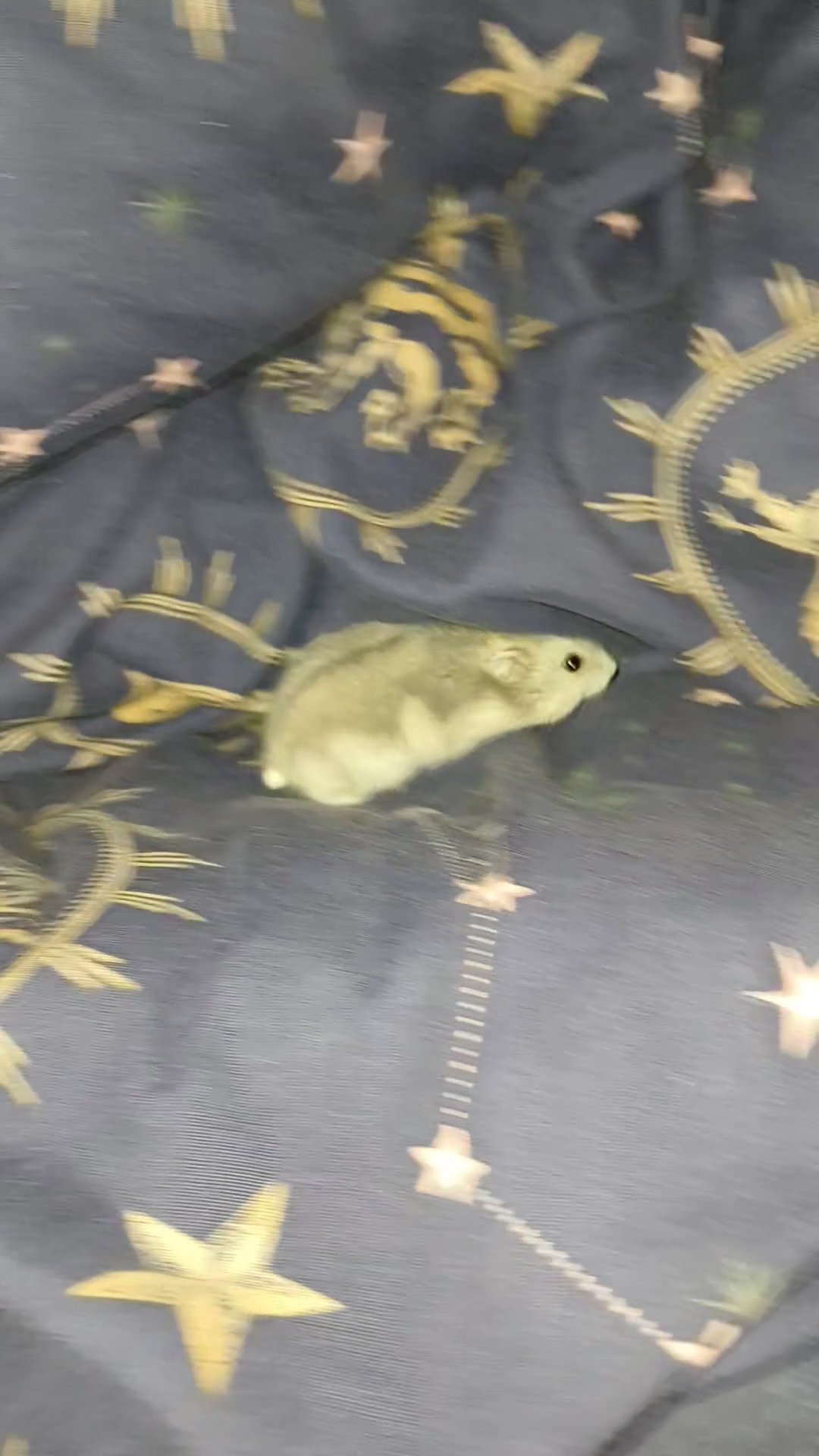 hamster in Nuneaton & Bedworth