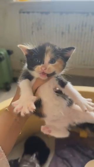 2 Girl Kittens in London
