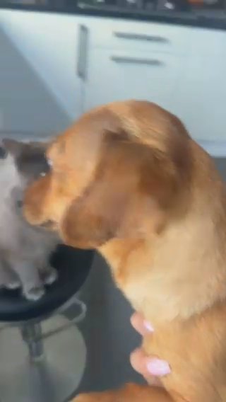 2 Kittens in London