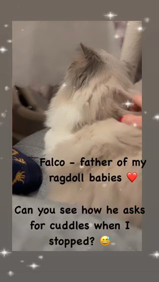 Lovely Cuddling Big Ragdoll Boy in Wakefield