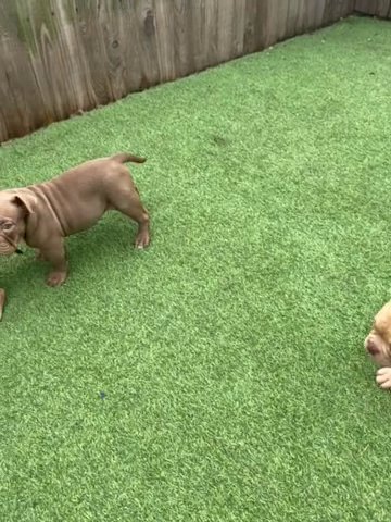 Exotic/micro Bullies in Leeds