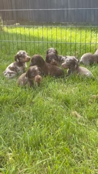 Stunning Kc Longhaired Mini Dachsunds in London