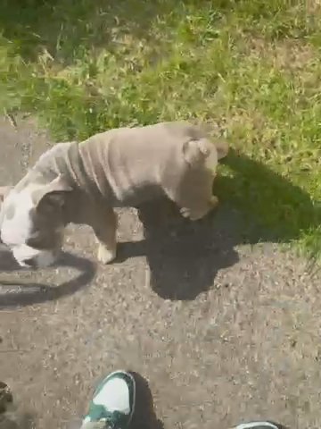 English Bulldog in Bristol