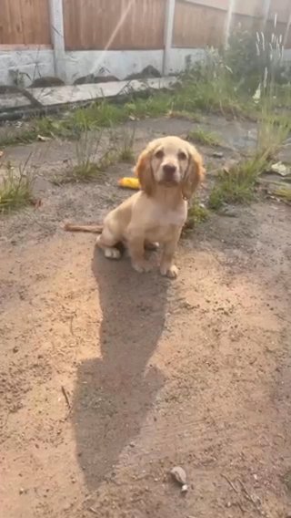 Cocker Spaniel Puppies in Birmingham