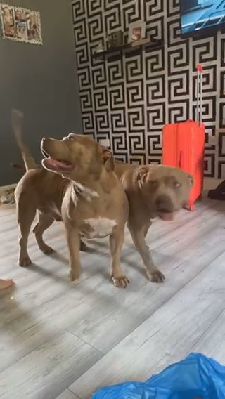 Standard American bullys in Leeds