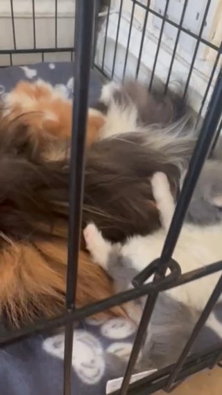GCCF Registered Persian Kitten in Berkshire