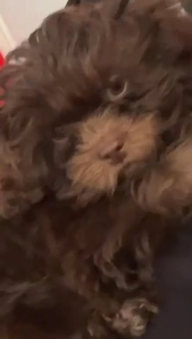 Adorable Imperial Shihpoos Girl Puppy Chocolate in London