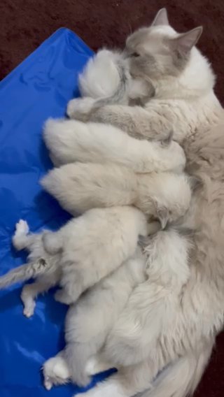 ????PEDIGREE RAGDOLL KITTENS AVAILBLE FOR SALE ??? in Kirklees