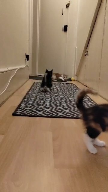 lovely kittens ready to go in London