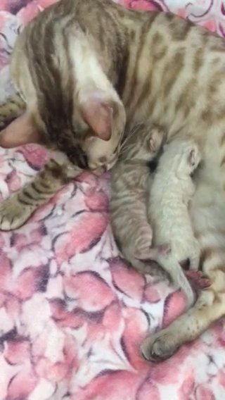 BREEDERS RIGHTS SEAL LYNX Girl And SEAL MINK Boy TICA Registered On Breeders Register! in Peterborough
