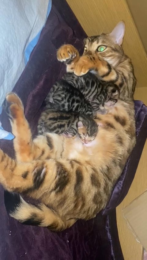 3 TICA BENGALS in London