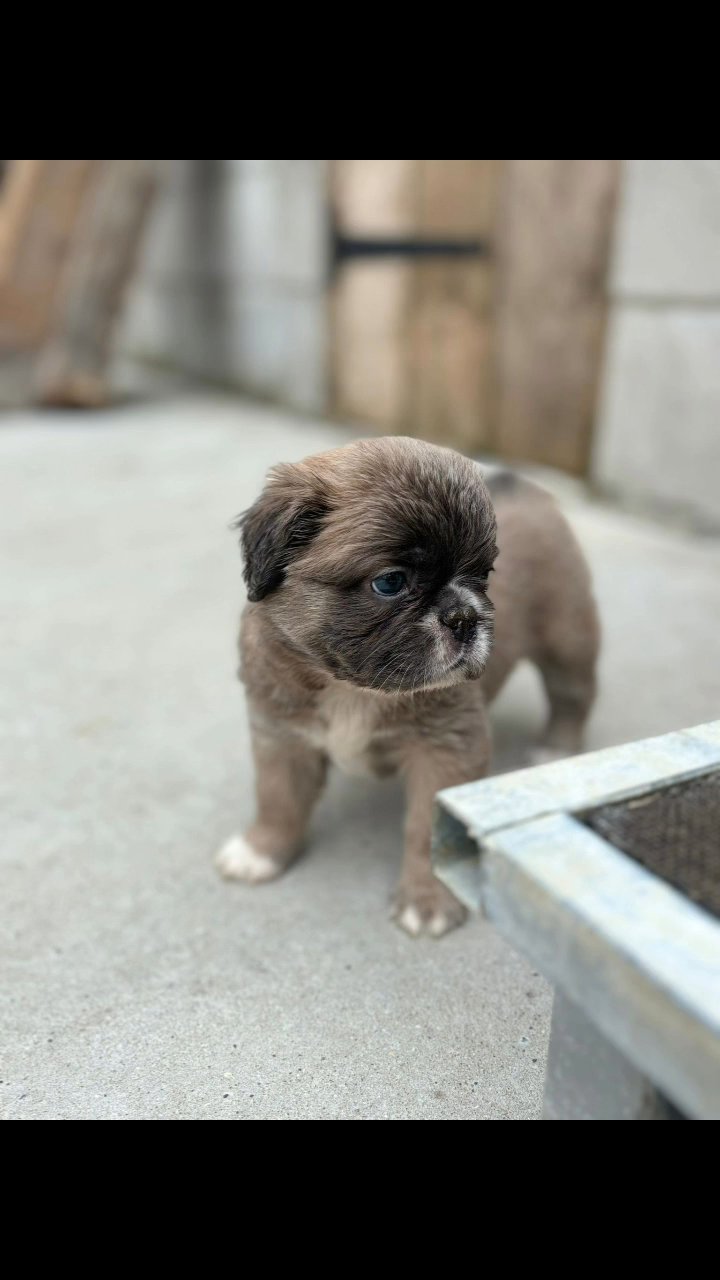 stunning fluffy frenchies in London