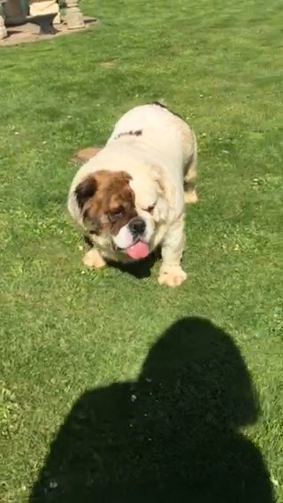 English Bulldog Girl Fluffy in South Holland