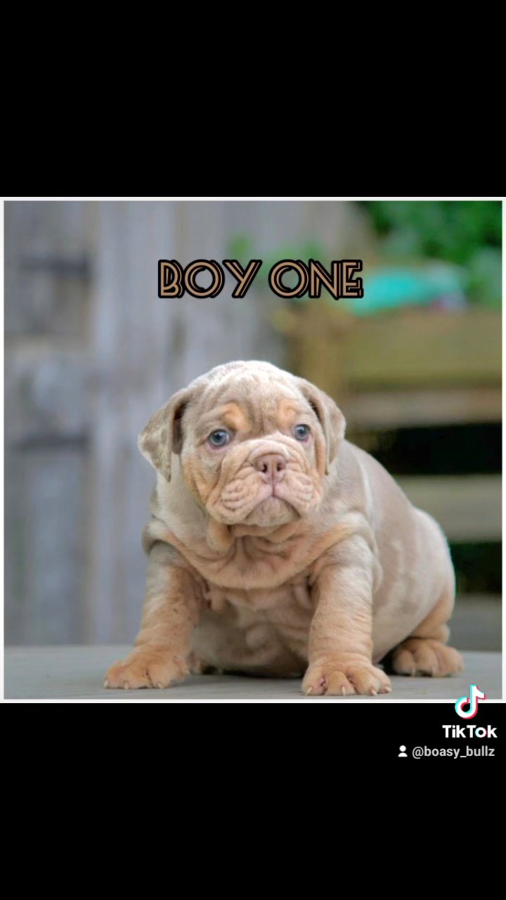 Mr Muscle x Willow English bulldog in Leeds