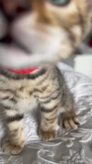 3/4 Bengal Kitten in Sussex