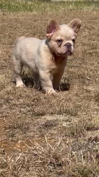 Top Quality French Bulldog!! in Thurrock