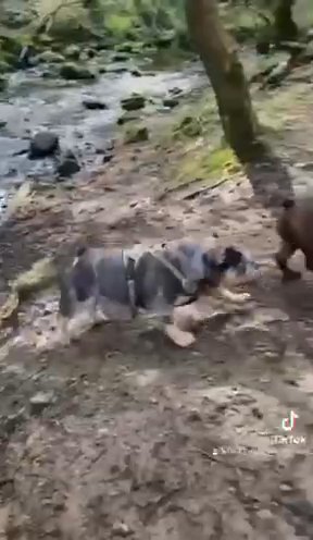 Bully Pups in Manchester