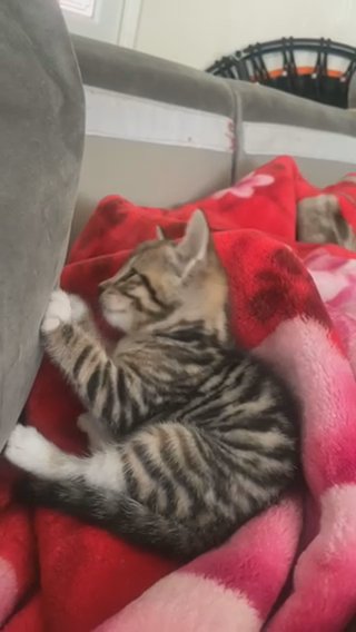 kitten for sale in Birmingham