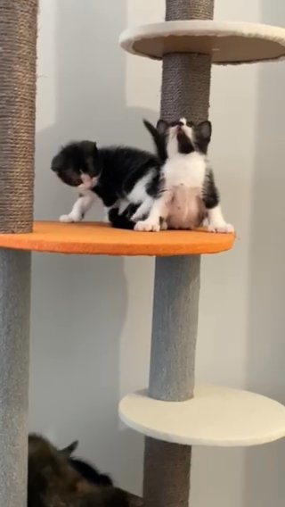 4 Energetic Kittens! in Rugby