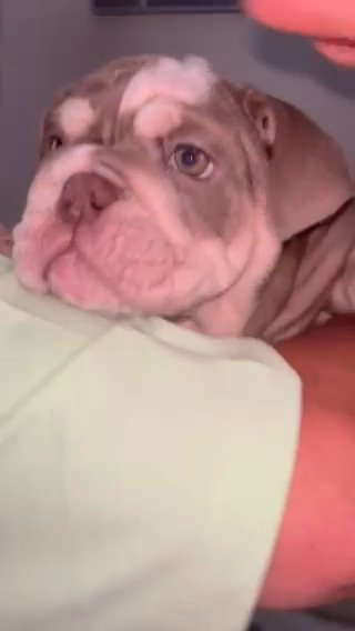 Beautiful Disney litter English Bulldogs in Kent