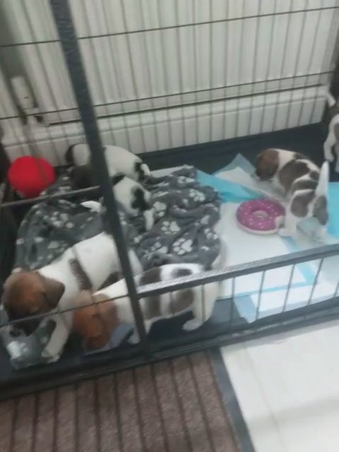 jack Russell puppies in London
