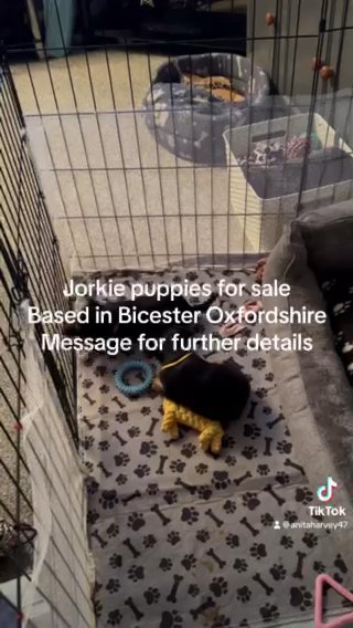 Jorkie Puppy For Sale in West Oxfordshire