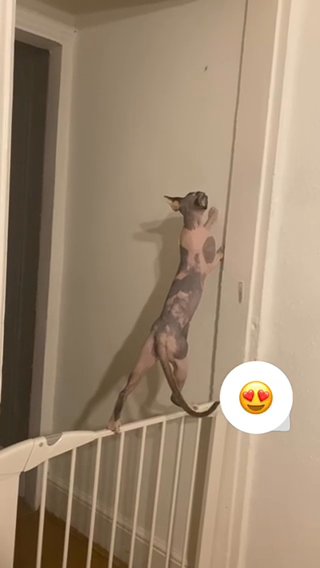 Funny Sphynx in South Derbyshire