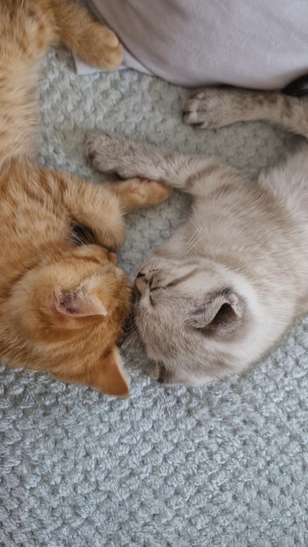 Scottish Fold in Central Bedfordshire