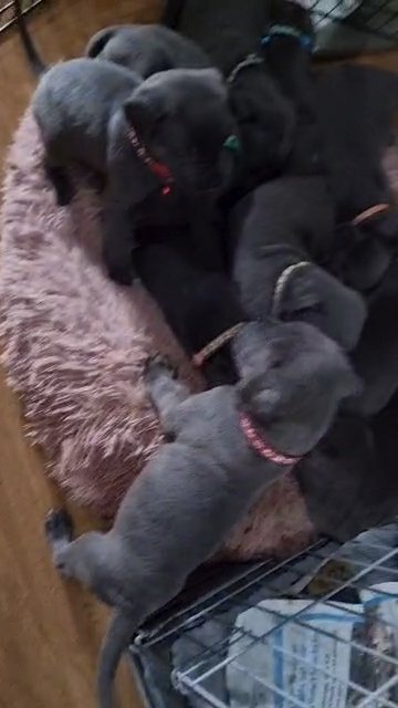 9 Boys 5 Girls Cane Corso Puppies Currently 4 Weeks old ***NOT READY TO LEAVE YET*** in London