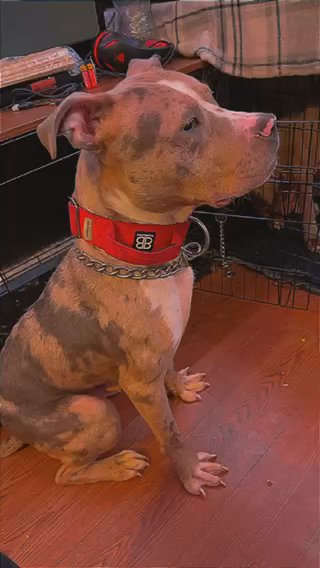 American Bully For Sale Standered in London