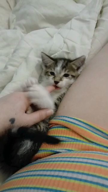 kittens in Nuneaton & Bedworth