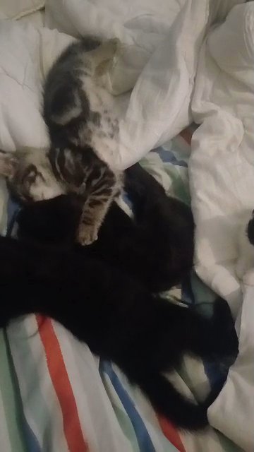kittens in Nuneaton & Bedworth