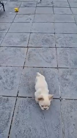French Bulldog in Nottingham