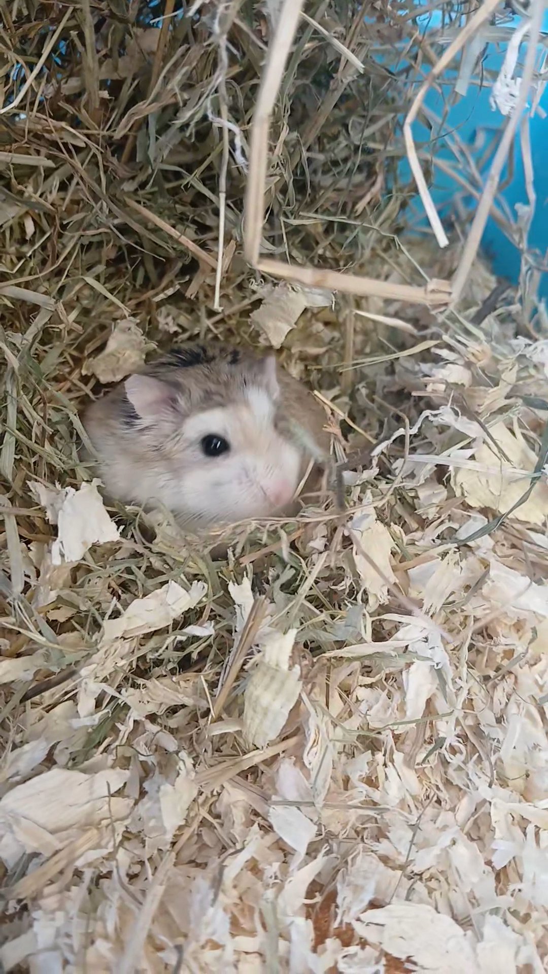 hamster in Nuneaton & Bedworth