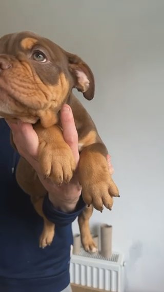 Olde English Bulldogge in Charnwood